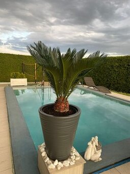 Cykas revoluta  palma wysokość liści ok 70 cm szerokość ok 1