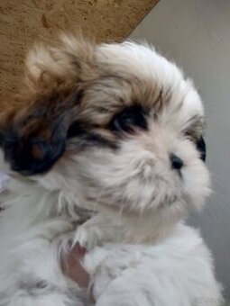 Suczka shih- -tzu