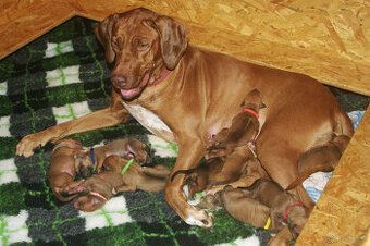 Rhodesian ridgeback FCI
