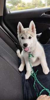 Siberian Husky ZKwP FCI suczka