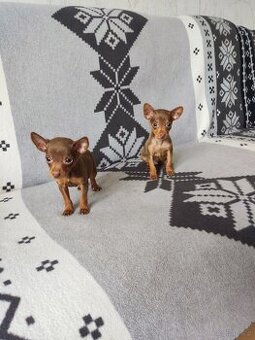 Pinczerki miniaturki