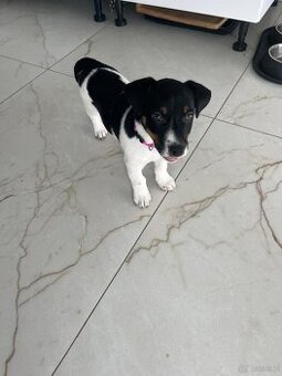 Sprzedam szczeniaka. Juck Rassell terier