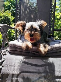 Yorkshire terrier suczka