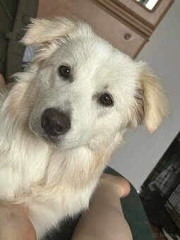Border collie Monte