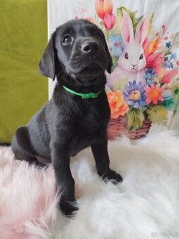 Labrador Retriever FCI ZKwP