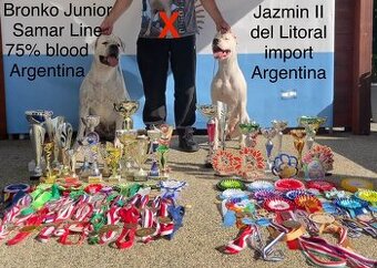 Dog Argentyński z PP, szczenięta dogo argentino REZERWACJE