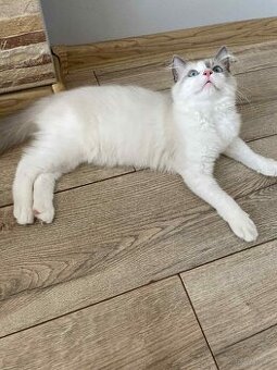 Sprzedam kota rasy Ragdoll FPL/FIFE