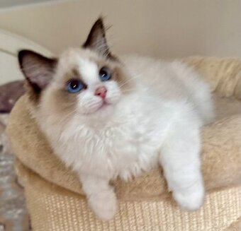 Ragdoll - uroczy Waldi