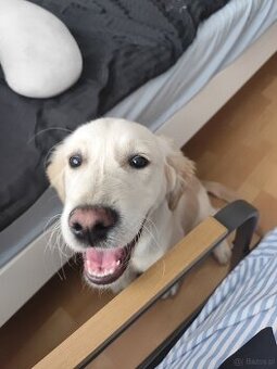 Golden retriever