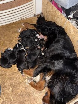 Berneński pies pasterski