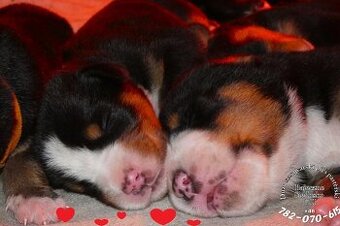 mamy Duży Szwajcarski Pies Pasterski szczeniak szczeniaki