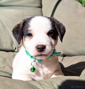 Parson Russell Terrier ZKwP FCI