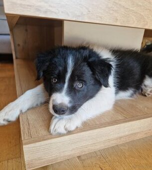 Border Collie śliczny samiec / Przebadani rodzice