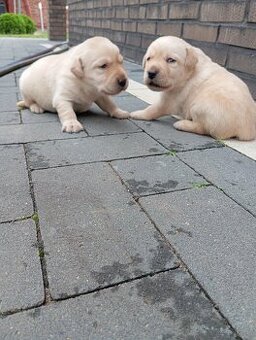 Labrador retriever z rodowodem