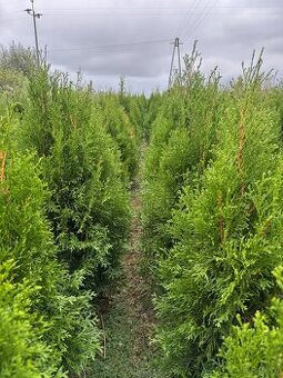 Thuja Smaragd 90 - 110 cm 4 EURO