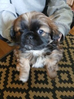 Szukam chentnych na pekinczyki