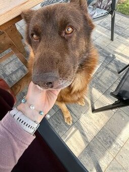 Oddam psa – owczarek niemiecki, 4 lata, do adopcji