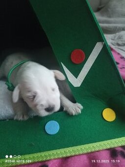 Sznaucerki szukają domku