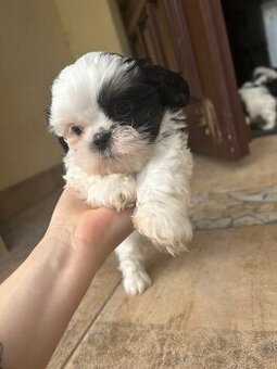 Pieski rasy shih-tzu
