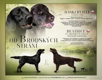 Flat coated retriever - Rezerwacja szczeniąt