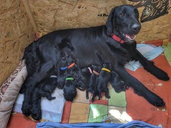 Flat coated retriever - Rezerwacja szczeniąt