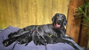 Flat coated retriever - Rezerwacja szczeniąt FCI