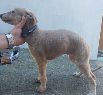 Charty Angielskie Greyhound