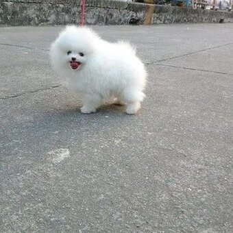 Szczenięta rasy pomeranian