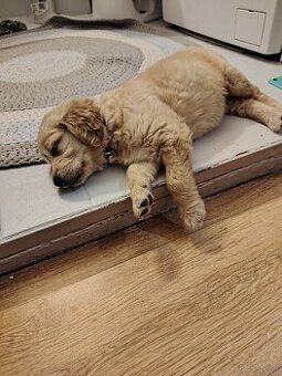 Golden retriever sunia