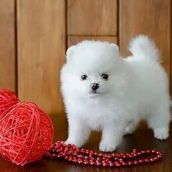 Szczenięta rasy pomeranian do adopcji
