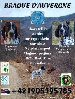 Auvergneský stavač
