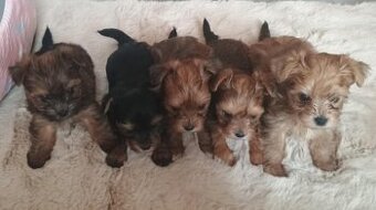 Yorkshire terrier