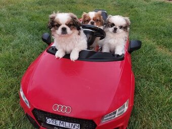 Pekińczyk Pekińczyki Nie Shih Tzu