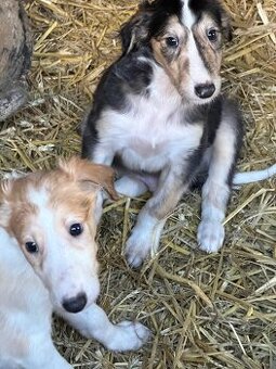 Chart rosyjski borzoj