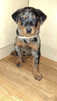 Beauceron s PP