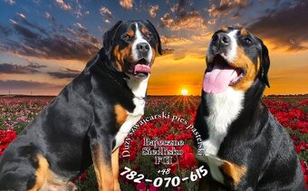 Duży szwajcarski pies pasterski hodowla szczeniak szczeniaki