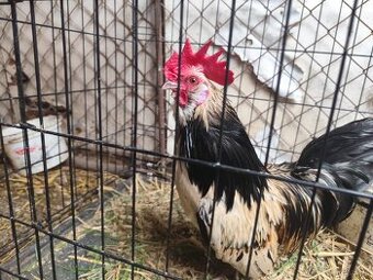 Mocne i zdrowe koguciki Czwerek – gotowe do hodowli