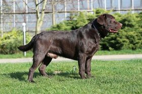 Labrador czekoladowy pies