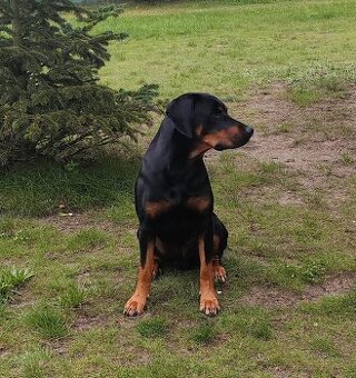 Oddanie psa do adopcji