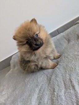 Pomeranian