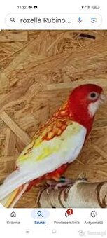 Aleksandretty faliste rozele