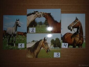 konie-kartki  pocztowe  w  cenie  1 zl  za  kartke