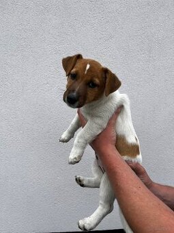 Mała dama, wielkie serce – Jack Russell z rodowodem czeka