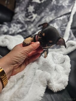 Dziewczynka chihuahua