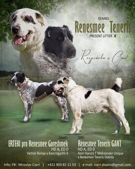 Owczarek środkowoazjatycki ... szczenięta FCI