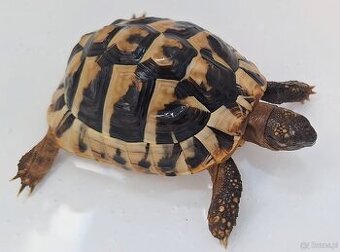 Sprzedam żołwia greckiego 4 letni, paszport