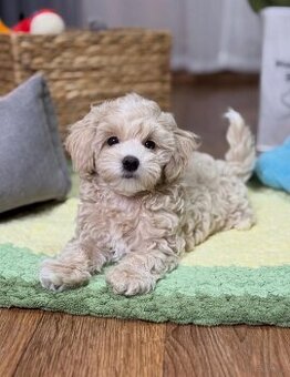 Dwa szczenięta rasy maltipoo czekają na nowy, kochający dom