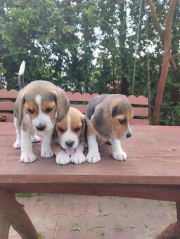 Beagle szczenieta
