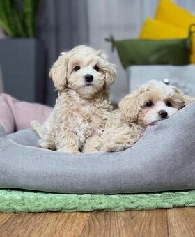 Szczenięta rasy maltipoo, samiec i samica, do adopcji.