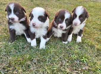 Puppies border collie